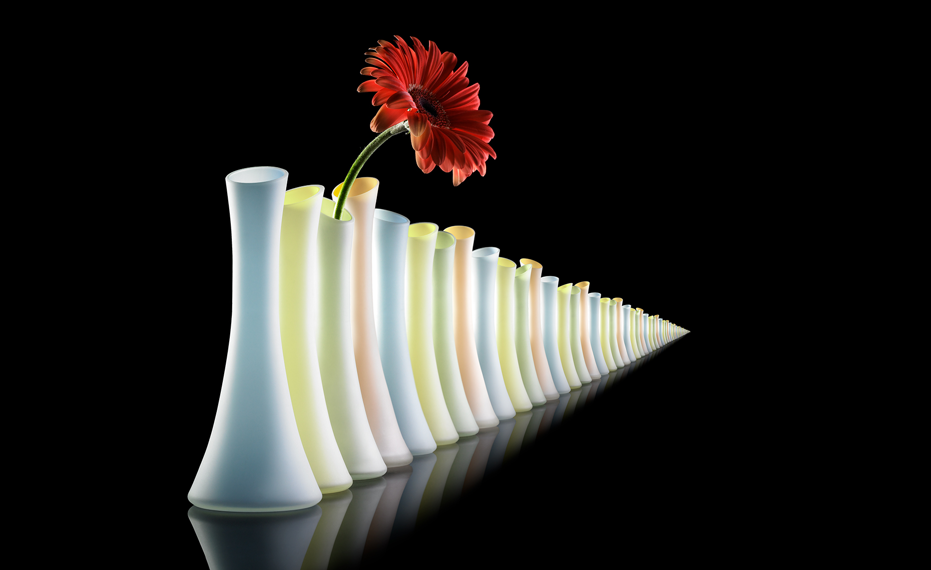 Glass Vases & Gerber Daisey, Greg Shapps, Shapps Photography, LLC.